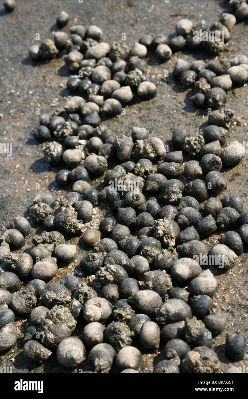 Common Periwinkle Littorina littorea On Rocks At Hilbre Island, The Wirral, Merseyside, UK Stock Photo