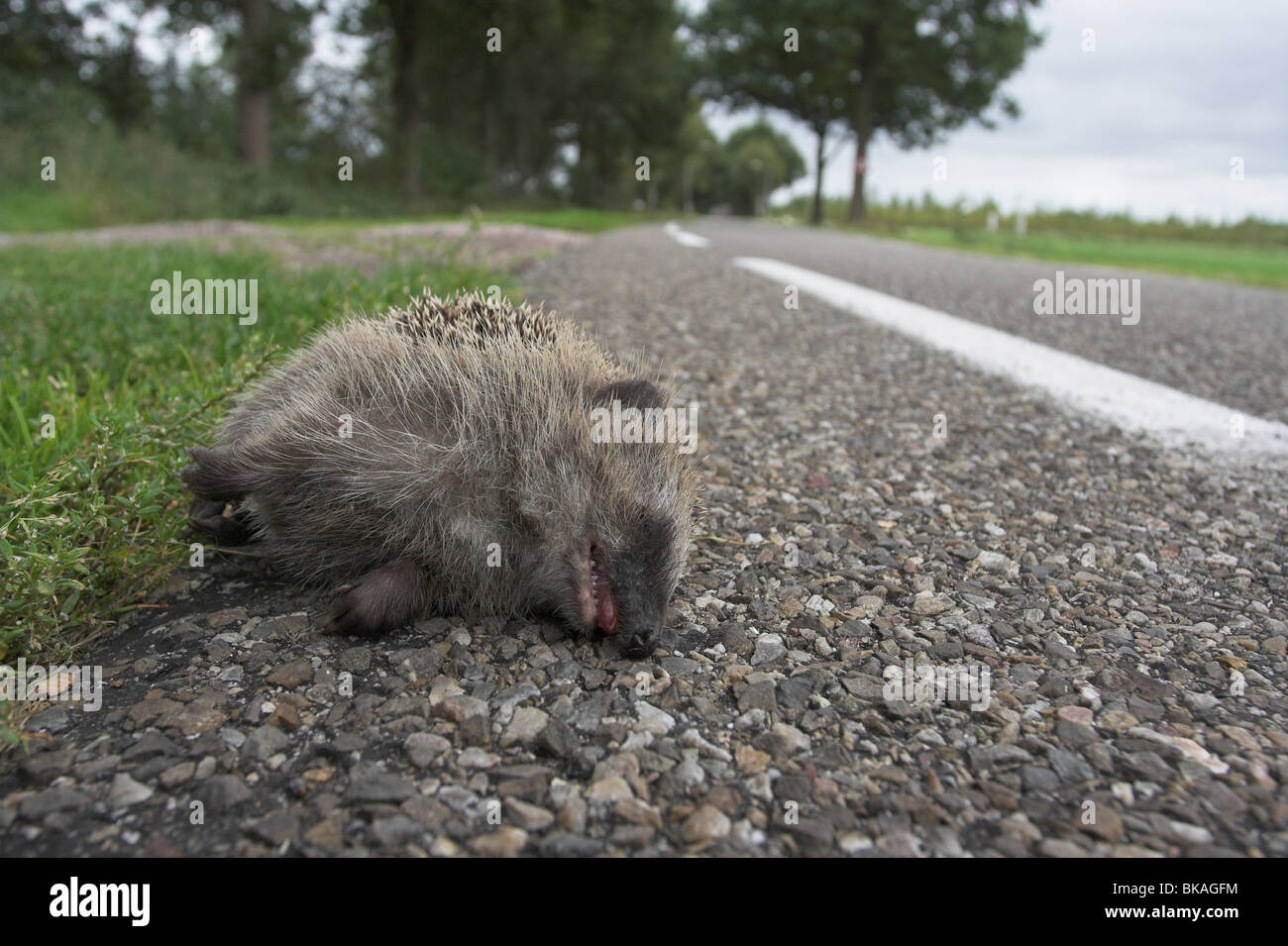 Hedgehog, traffic victim Stock Photo Alamy