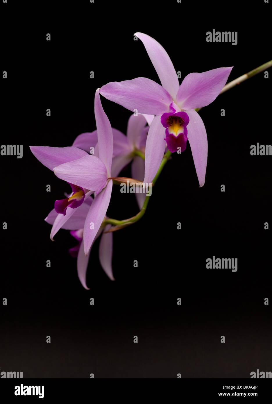 Close-up of a Laelia orchid in bloom Stock Photo