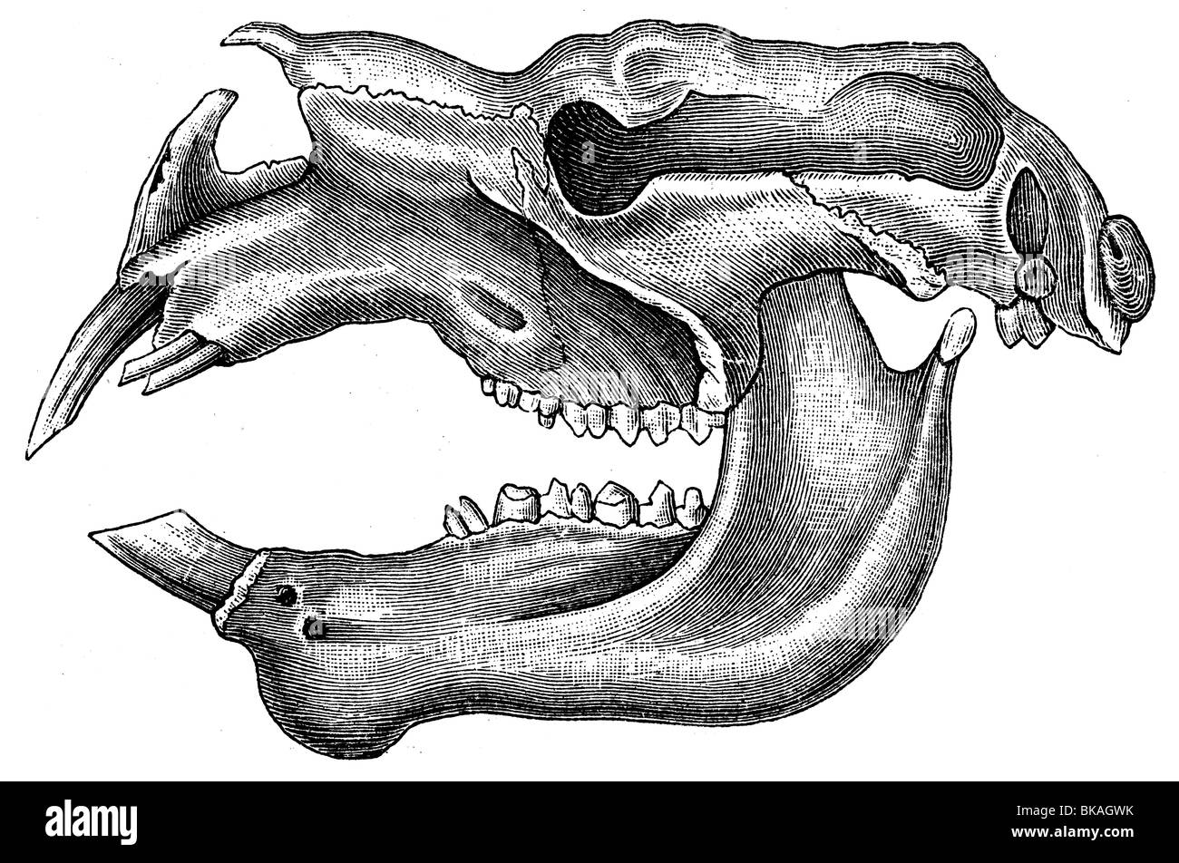 Diprotodon hi-res stock photography and images - Alamy