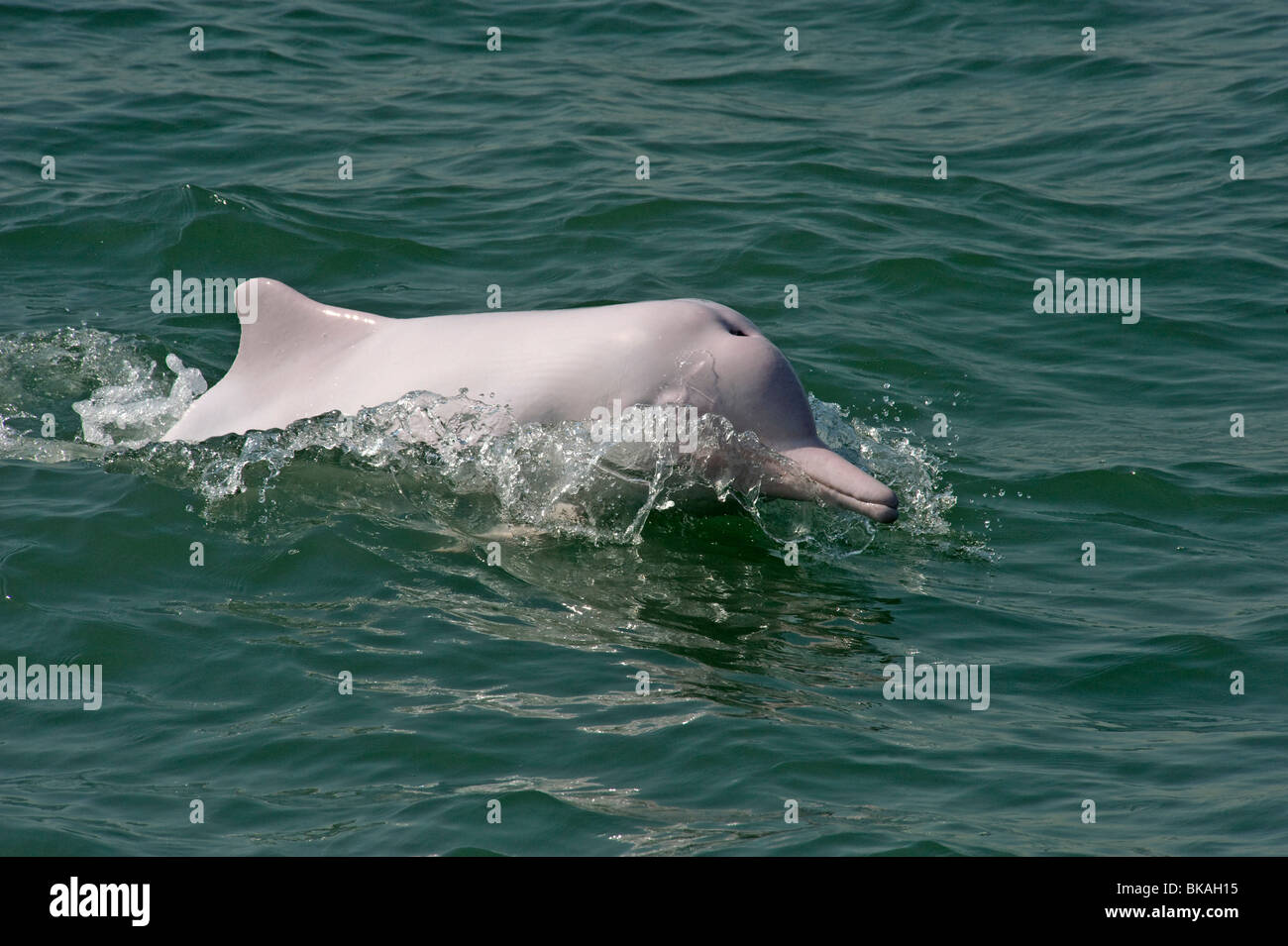 Pink dolphin swimming in Hong Kong waters is thought to be a sub-species of Chinese white dolphin, Sousa chinensis. Stock Photo
