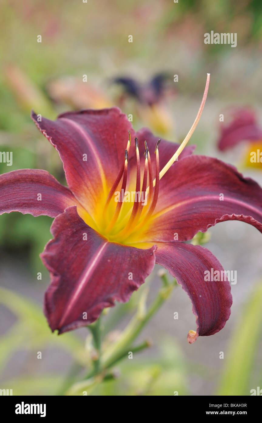 Day lily (Hemerocallis Lexington) Stock Photo