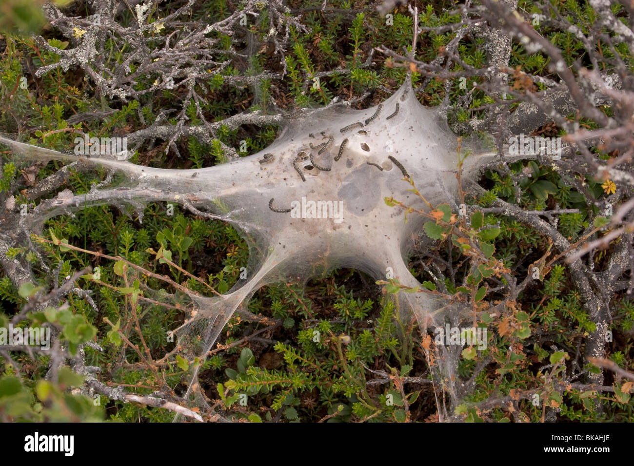 Caterpillars in their web hi-res stock photography and images - Alamy