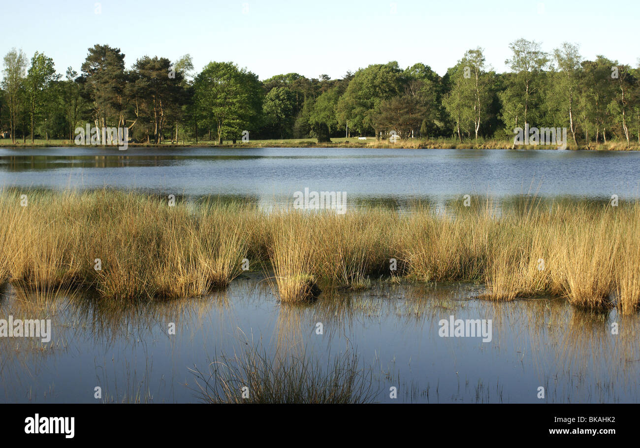 Zicht over het Hondenven met oevervegetatie van Pijpenstrootje en Snavelzegge. Stock Photo