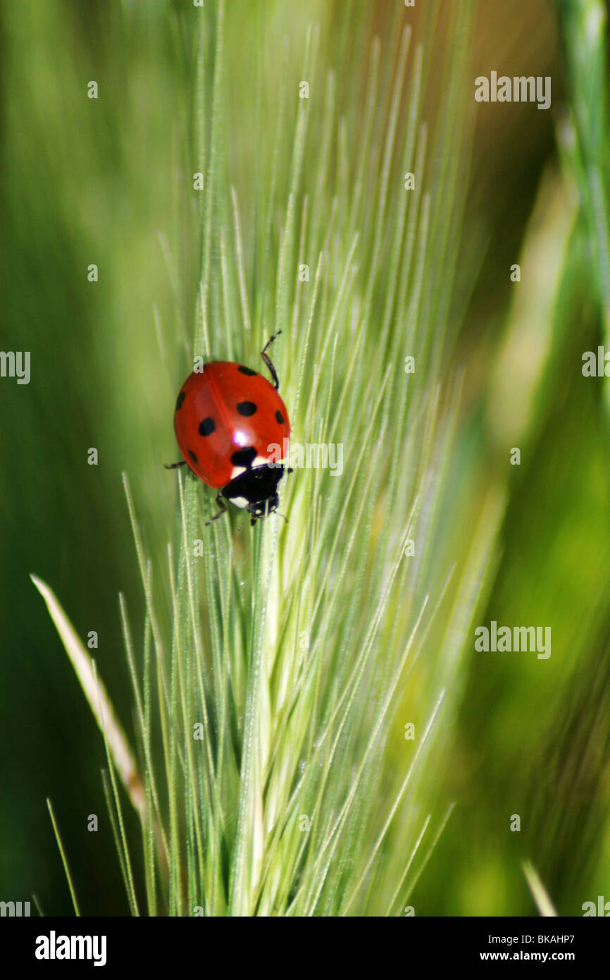 ladybird in a green wheat field Stock Photo