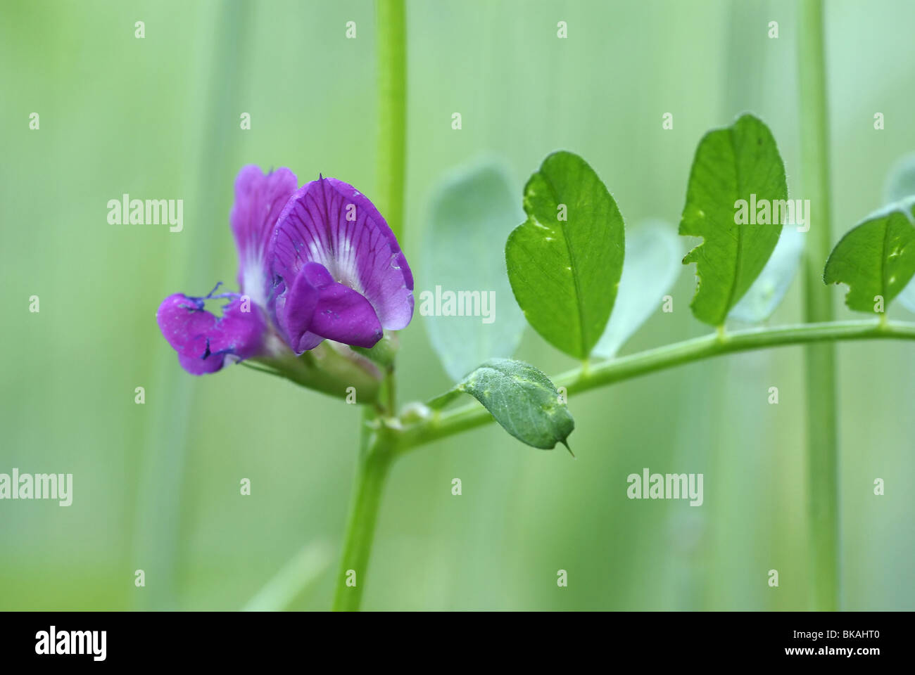Narrow leaved vetch hi-res stock photography and images - Alamy