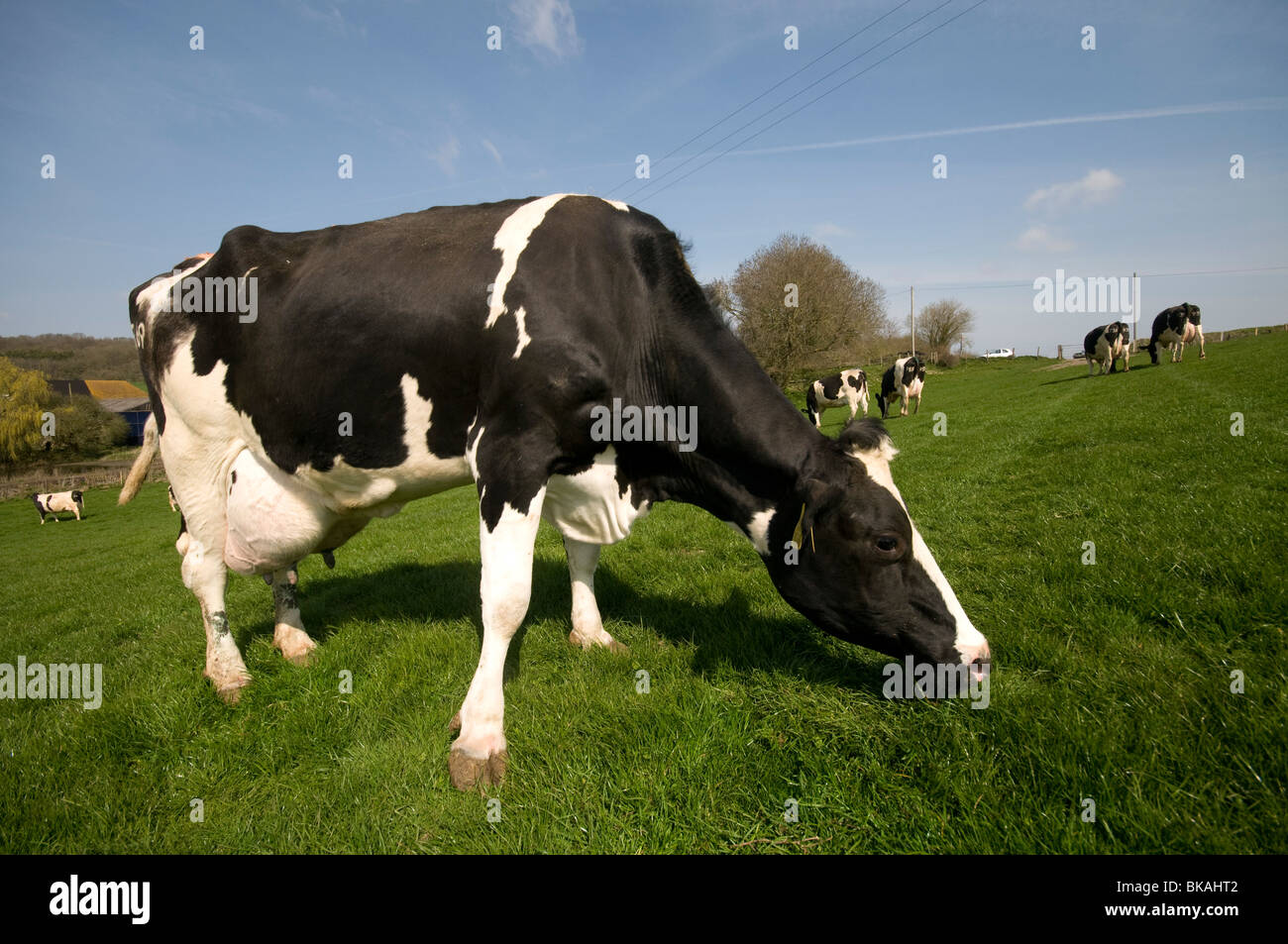 friesian Dairy Cows in field Elham valley Kent looking Stock Photo