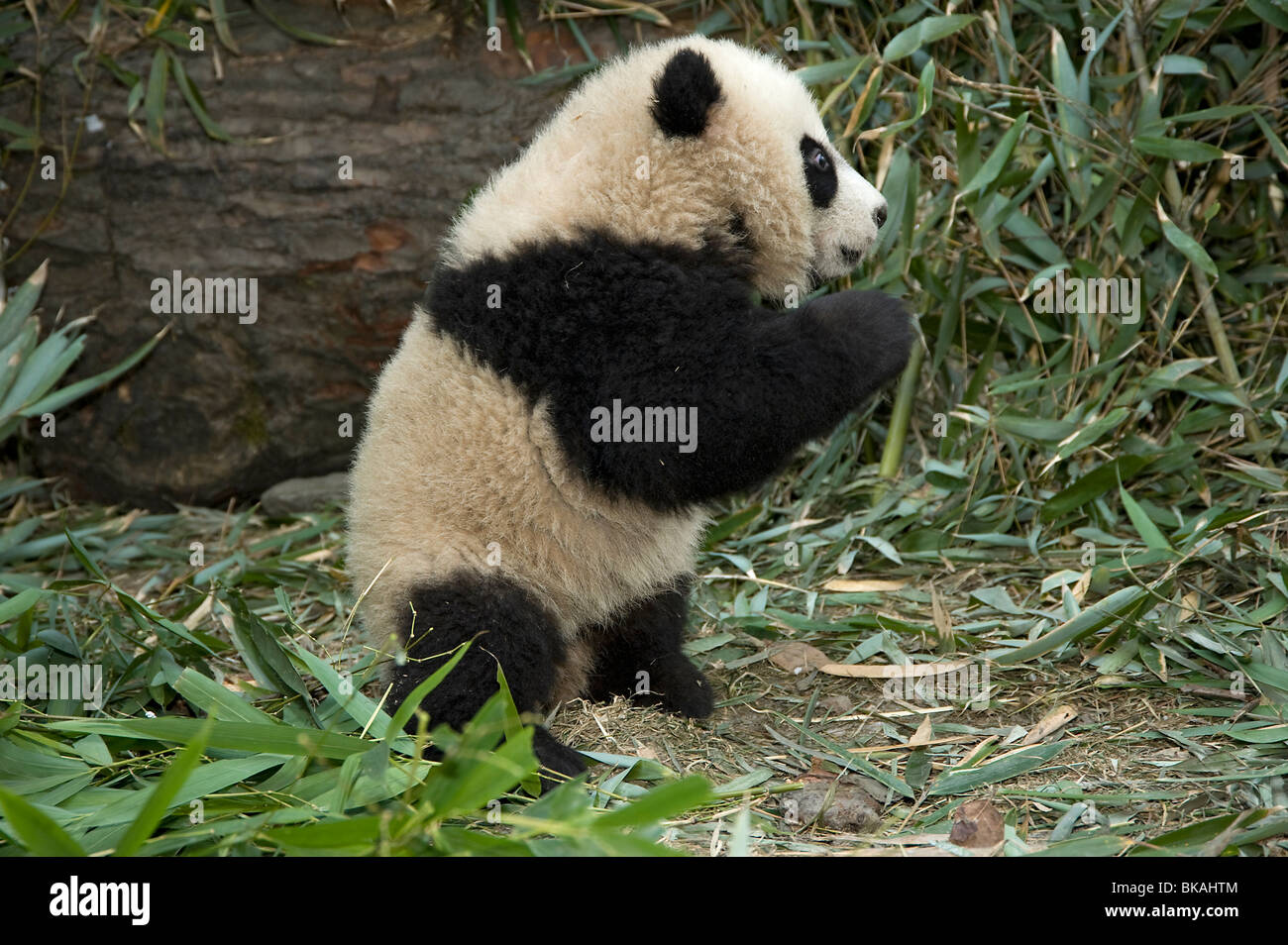 Baby giant panda, Ailuropoda melanoleuca, about 5 months old with bamboo, in Wolong, Sichuan, China Stock Photo