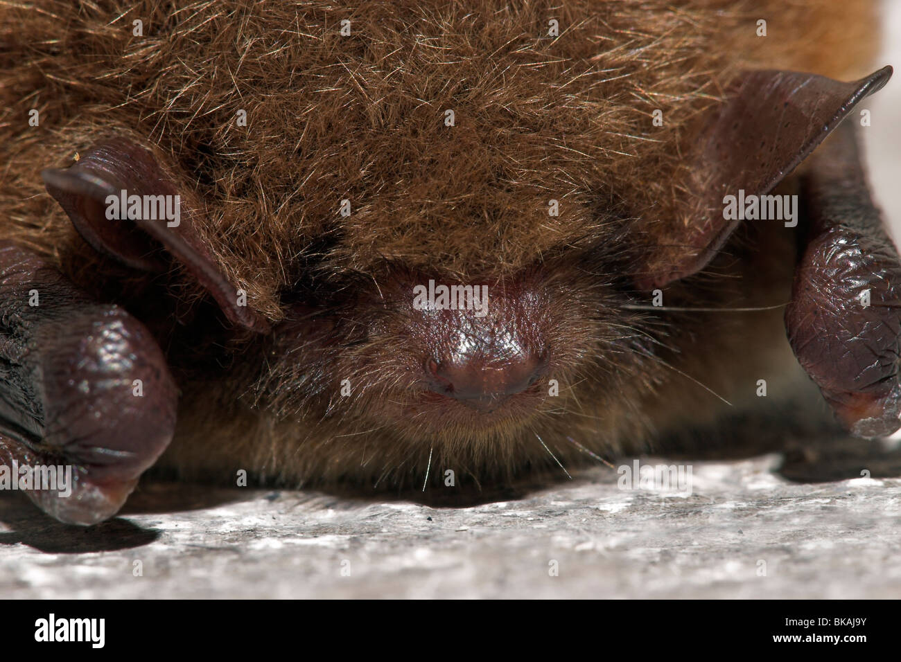Bat Close Up Hi res Stock Photography And Images Alamy Bat Close Up Hi res Stock Photography And Images Alamy