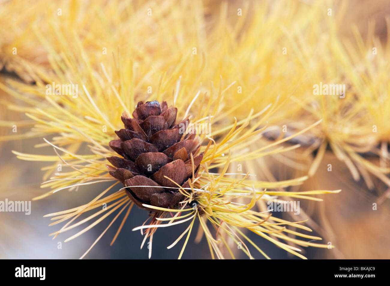 Calgary, Alberta, Canada; Pine Cone On A Larch Tree In Autumn Stock Photo