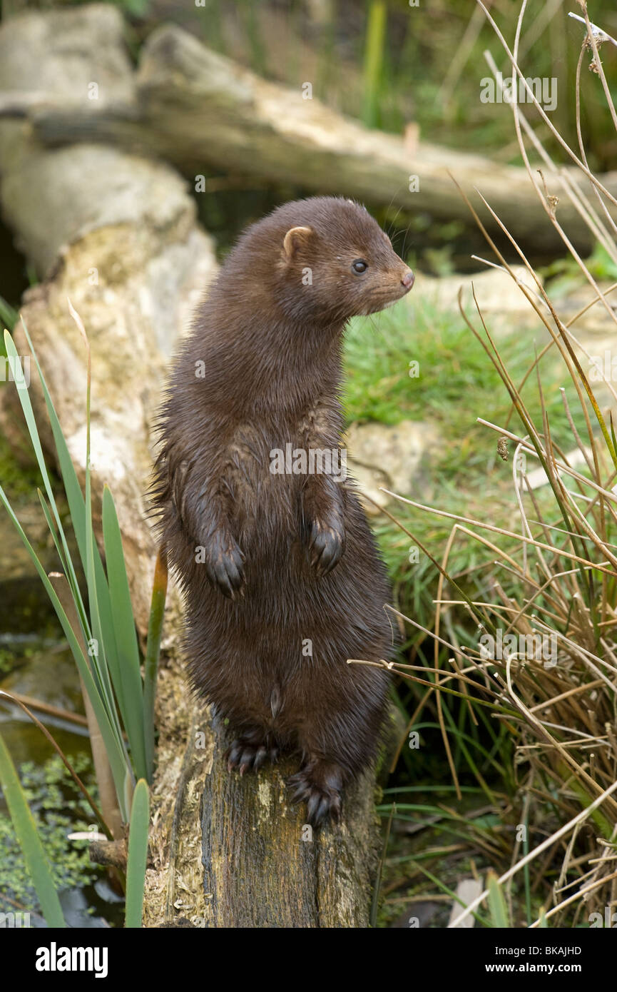 Feral American mink, Mustela vison, is a resourceful carnivore. Stock Photo