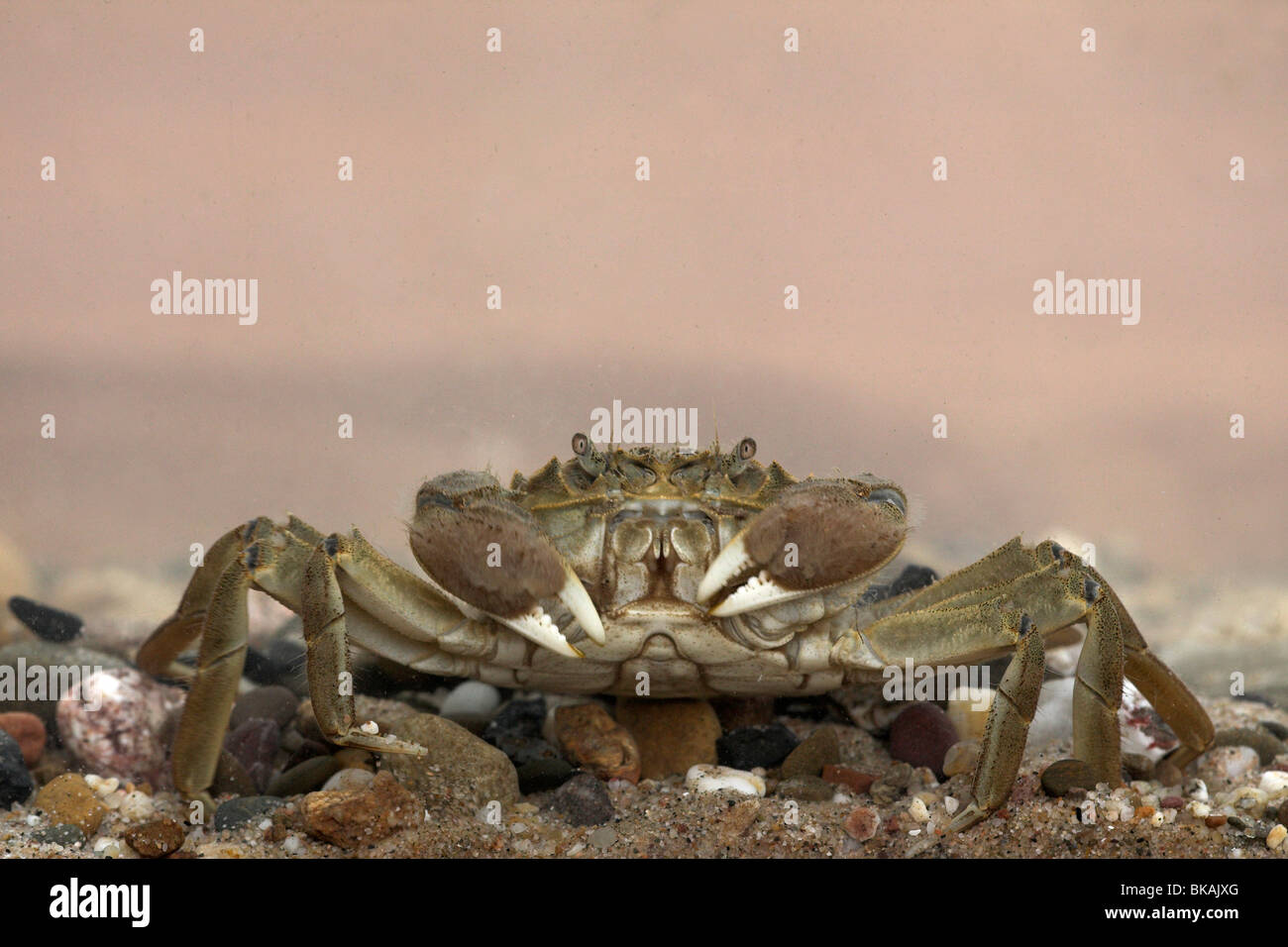 frontal photo of a chinese mittencrab underwater Stock Photo