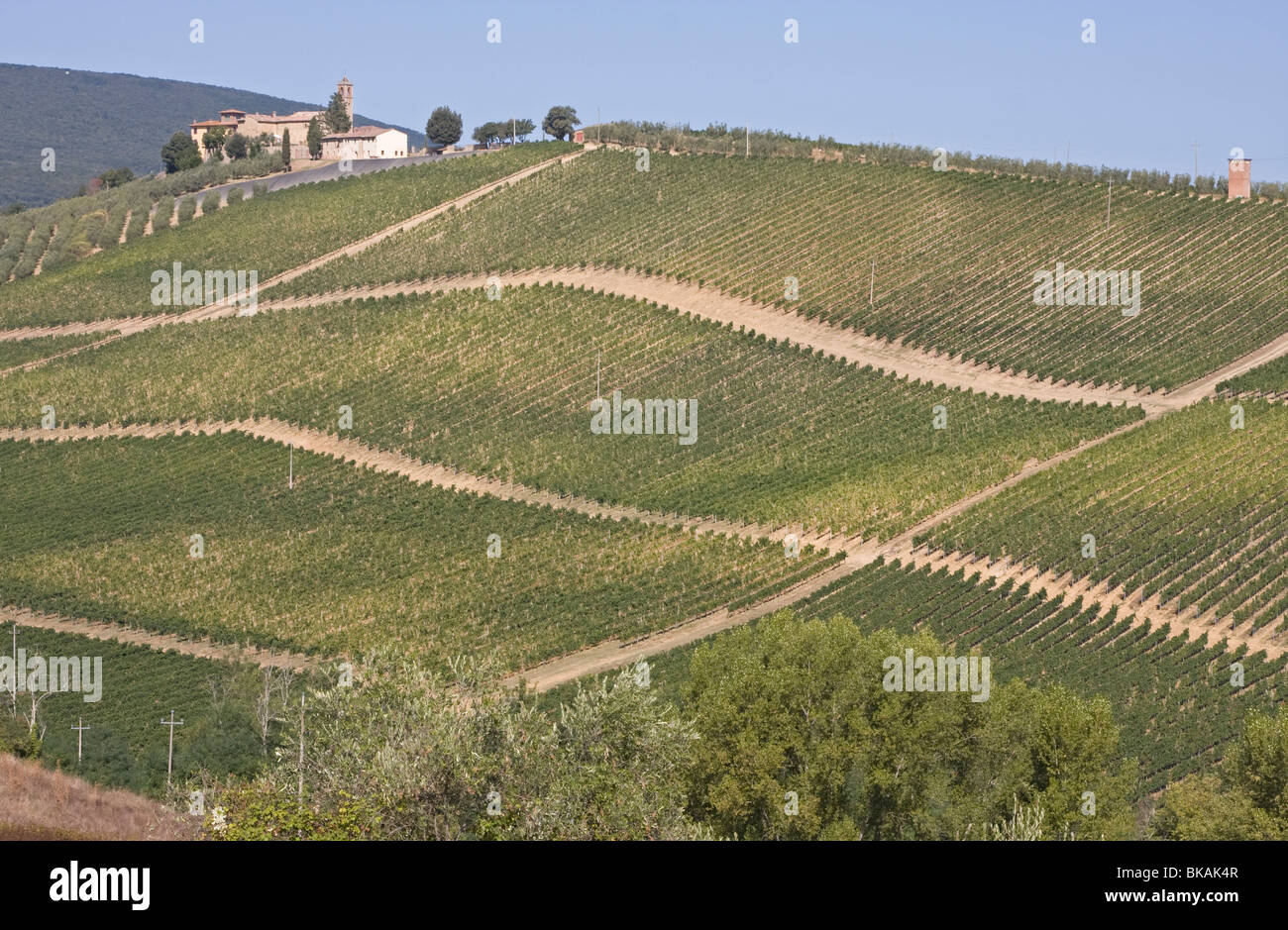 Vineyard in Tuscany , Italy Stock Photo
