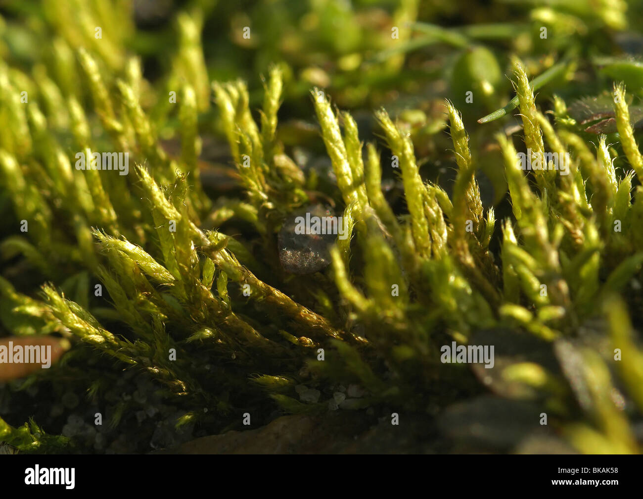 Whitish Feather-moss Stock Photo