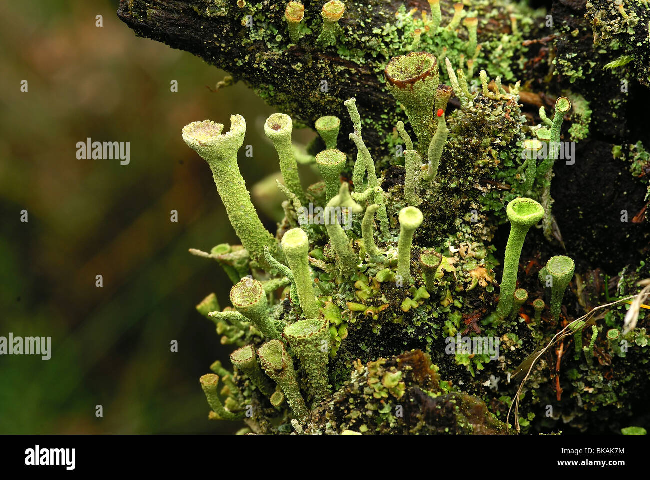 Groepje bekermossen (Cladonia soorten) op dood hout in een heidegebied. Stock Photo