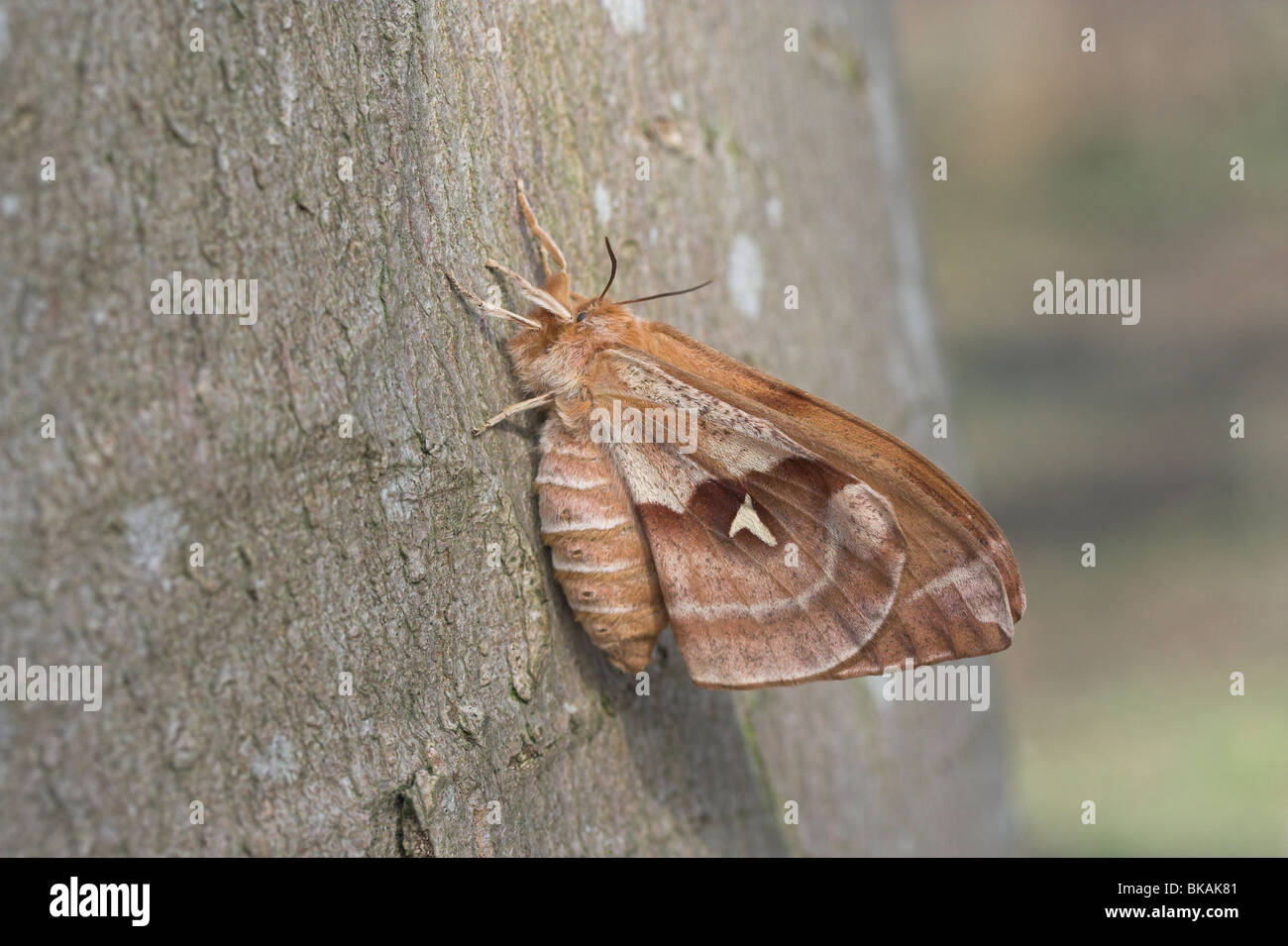 Tau emperor moth hires stock photography and images Alamy