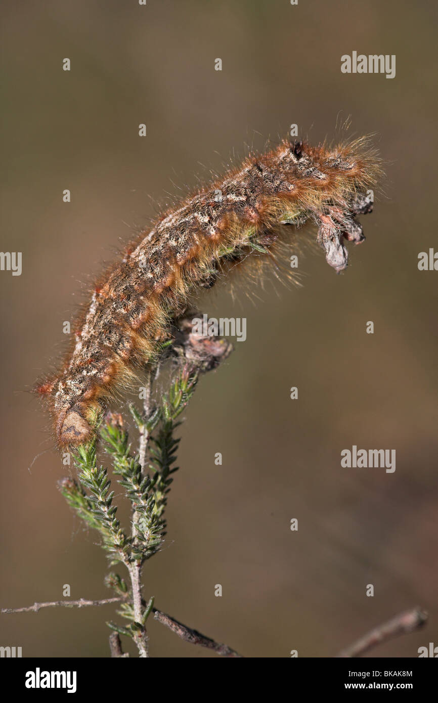catterpillar of the lappet Stock Photo