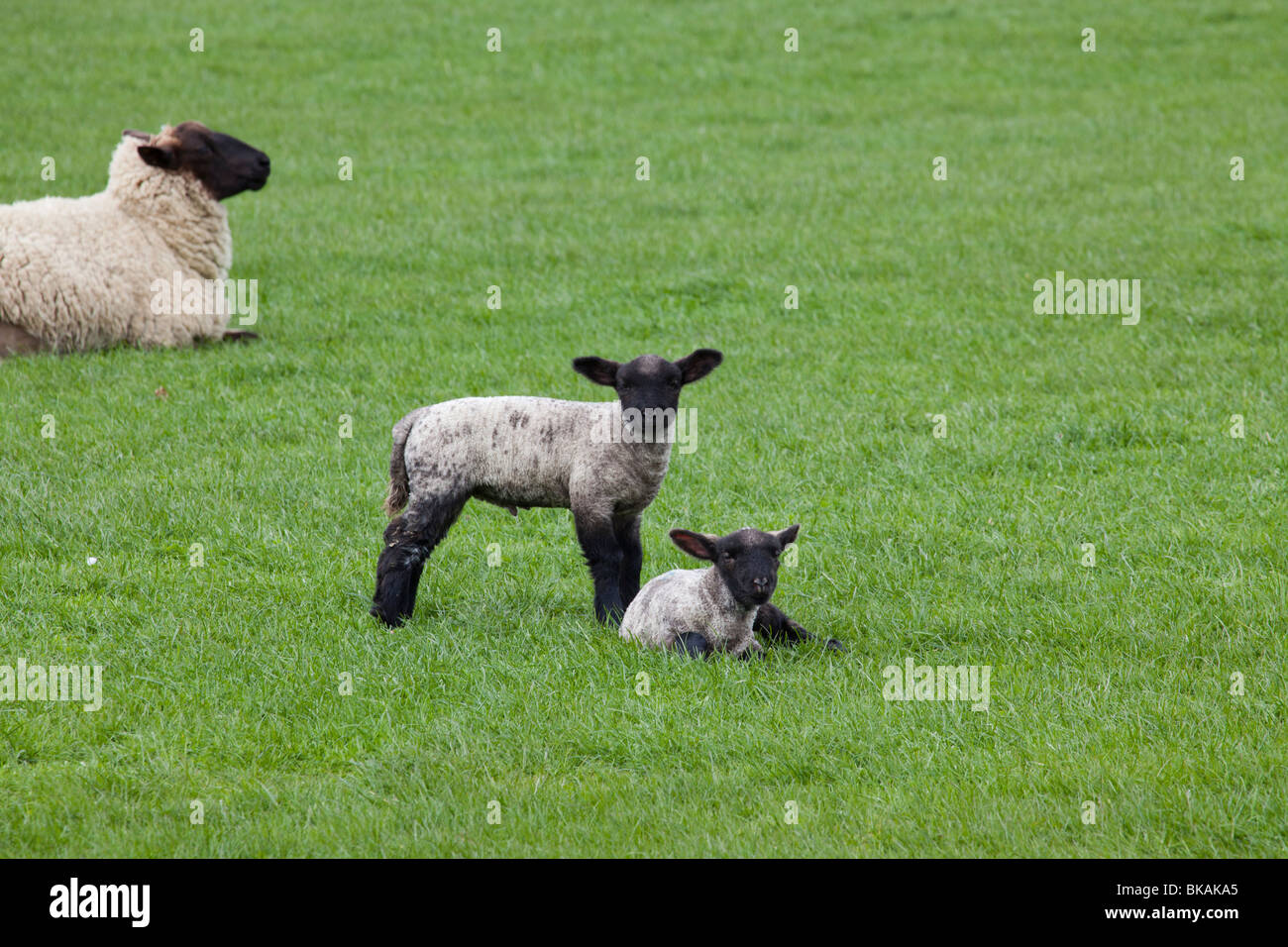 Two Lambs in a field with mother in the background in surrey Stock ...