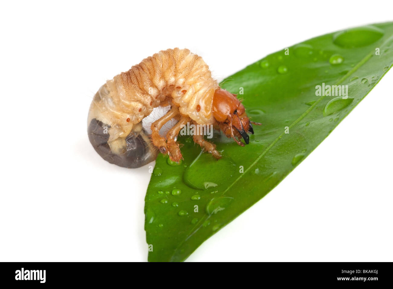 Chafer larva on green leaf Stock Photo