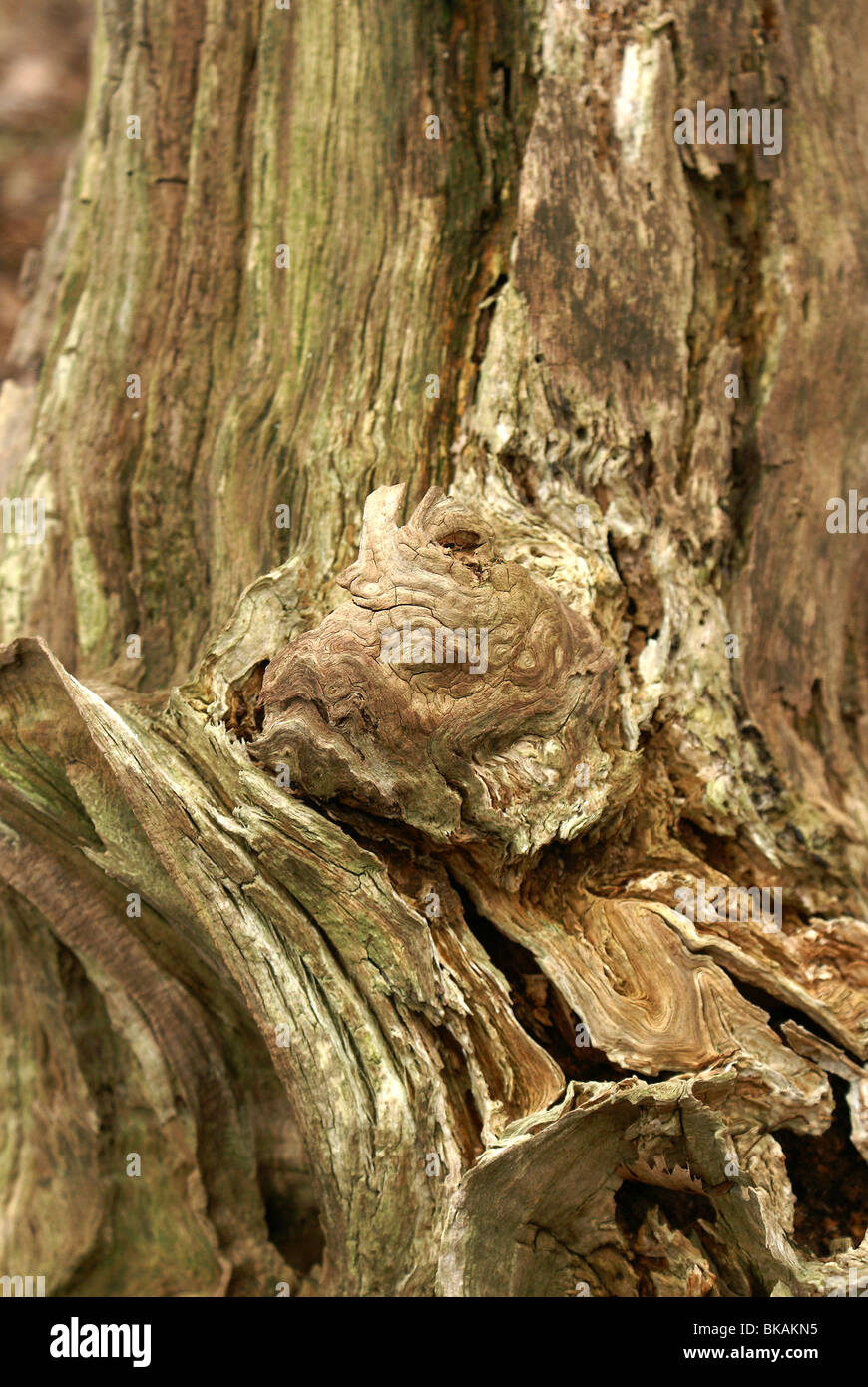 De grillige vormen van een dode boom. Stock Photo