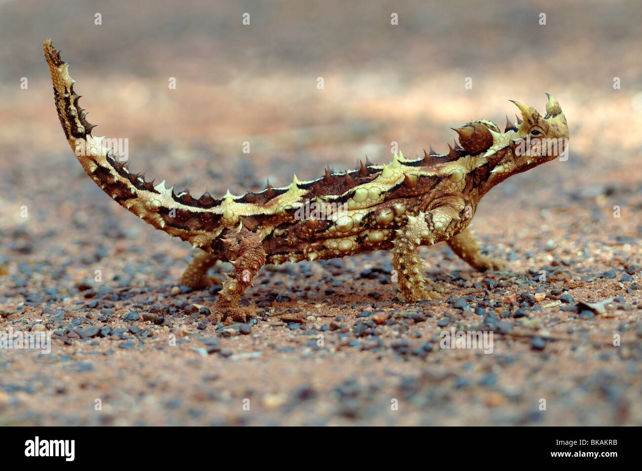 Thorny devil, Moloch horridus, Australia Stock Photo