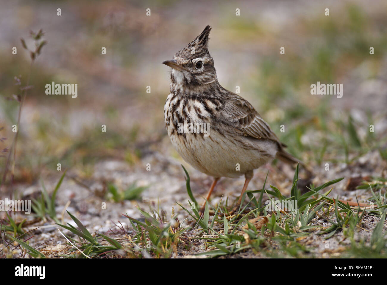 Haubenlerche Lerche Crested Lark Galerida cristata Stock Photo