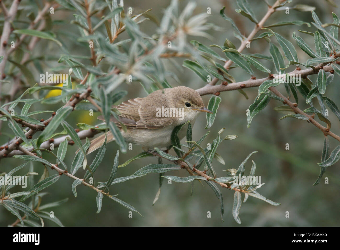 Iduna caligata hi-res stock photography and images - Alamy