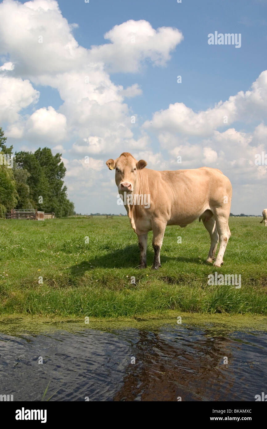licht brown cow on a grassland on the edge of the water with nice sky in the background Stock Photo