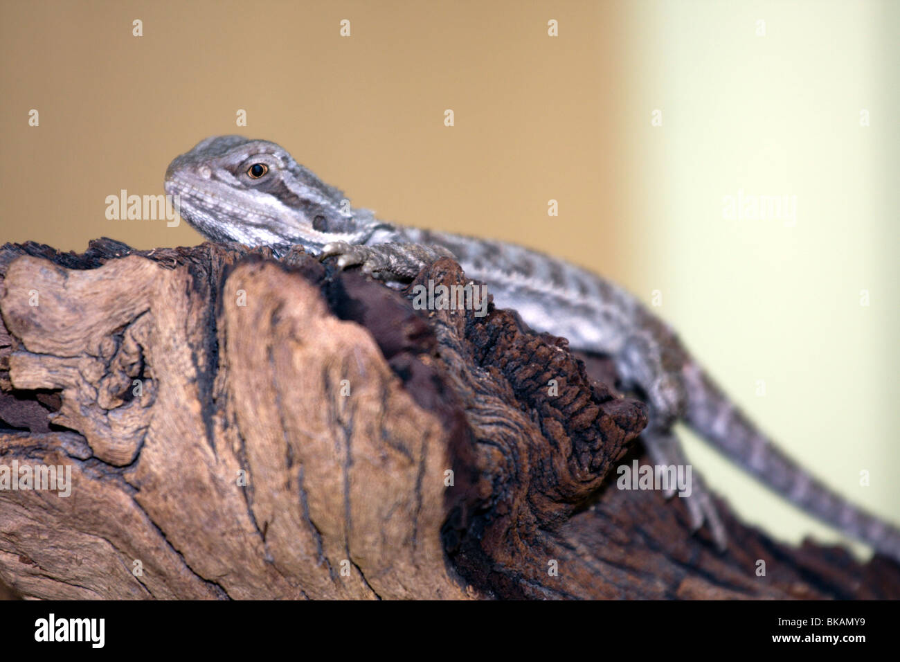 Young 'Bearded dragon' lizard on the wooden branch. Stock Photo