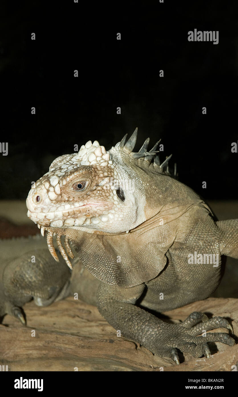 Lesser Antilles iguana is vulnerable in the Lesser Antilles Islands Stock Photo