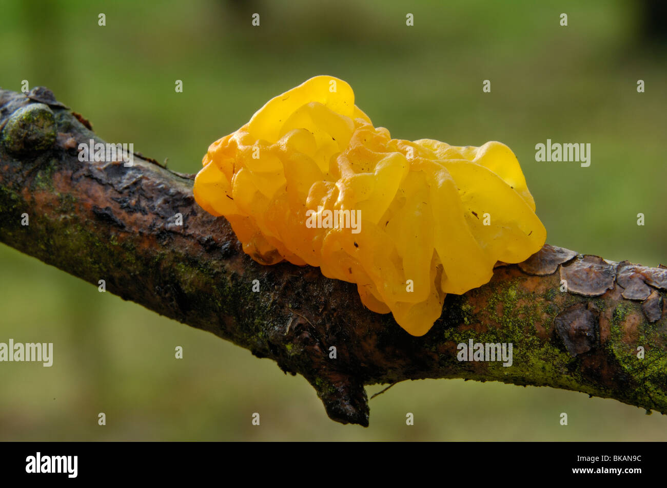 Close-up Yellow brain fungus - golden jelly fungus - Witch's Butter (Tremella mesenterica) on a brown branch Stock Photo