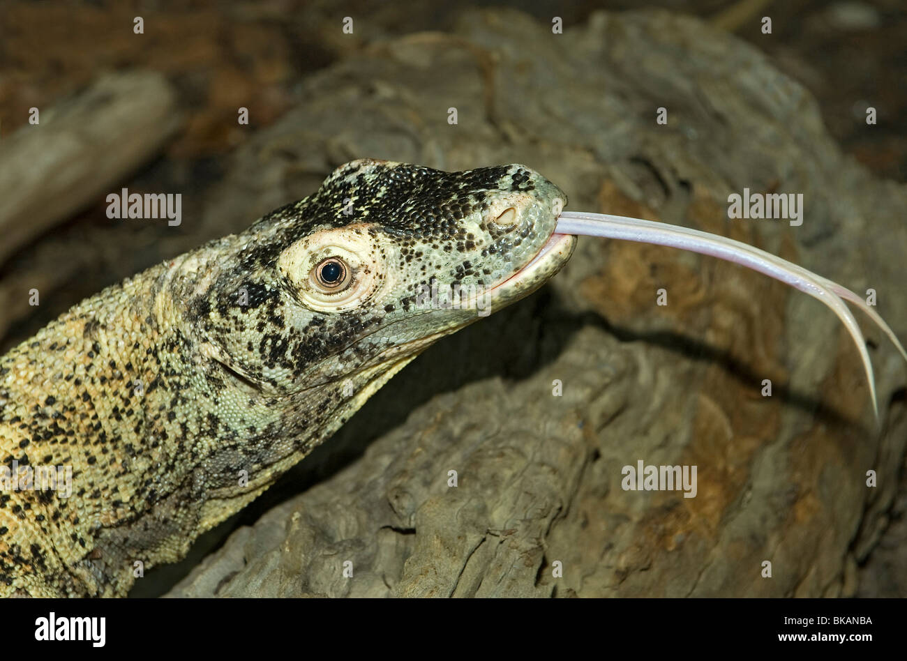Male Komodo dragon Varanus komodoensis, flicks tongue Stock Photo - Alamy Male Komodo dragon Varanus komodoensis, flicks tongue Stock Photo - Alamy