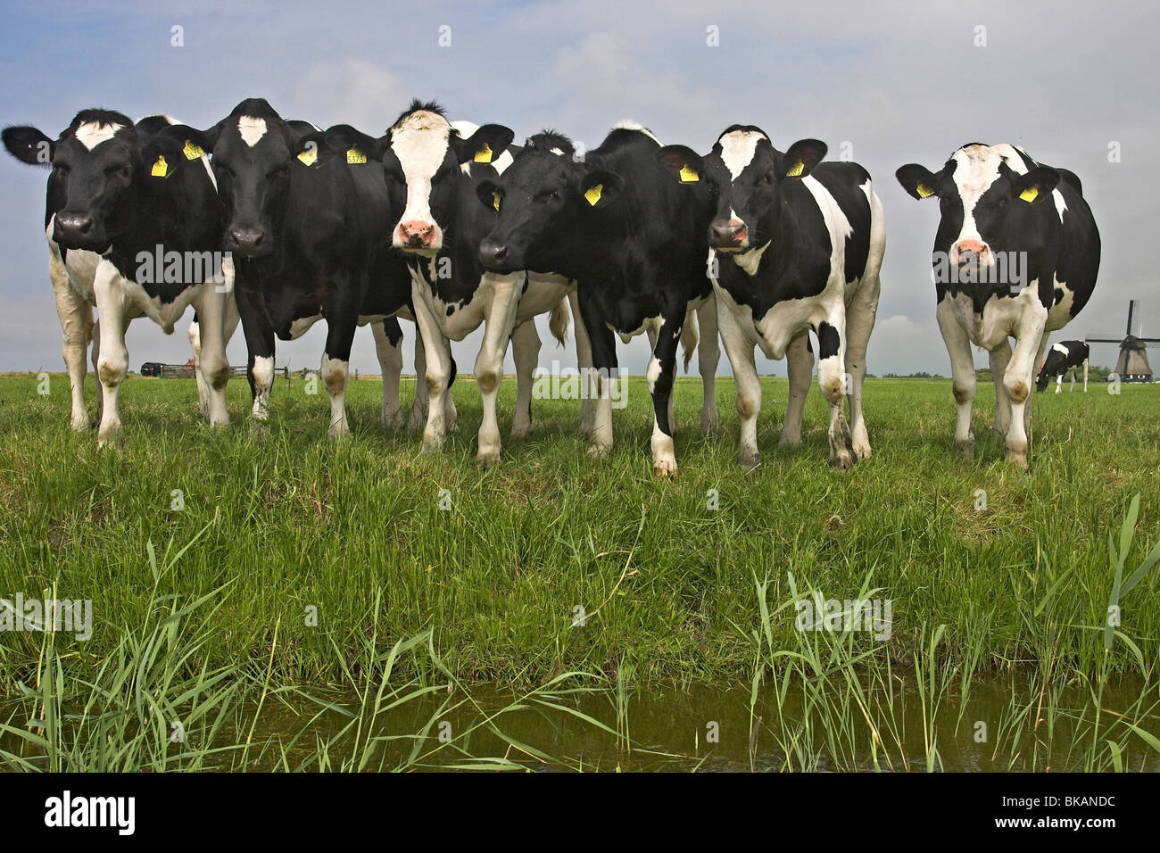 Black and white cows in field hi-res stock photography and images - Alamy