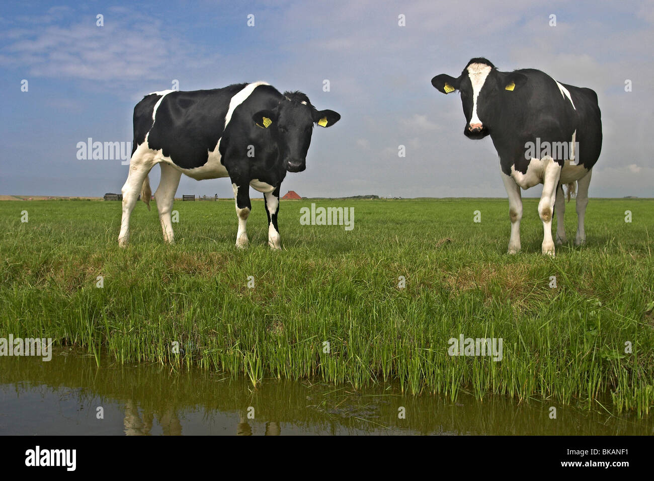 Two Cows Farm two cows hi-res stock photography and images - Alamy