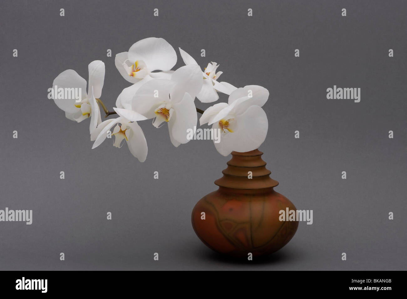 White Phalaenopsis orchid in vase Stock Photo