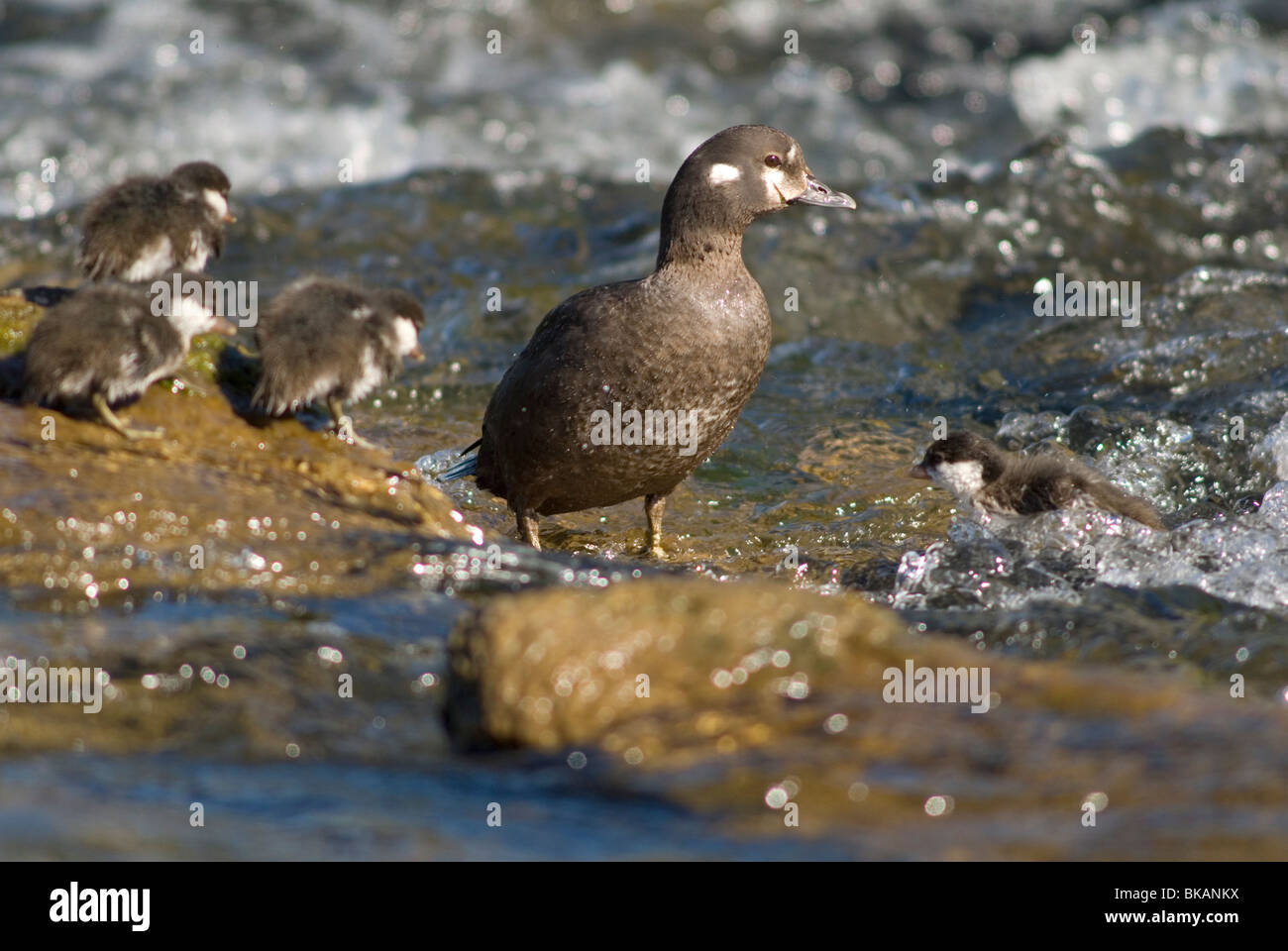 Harlequin Duck female with young Stock Photo