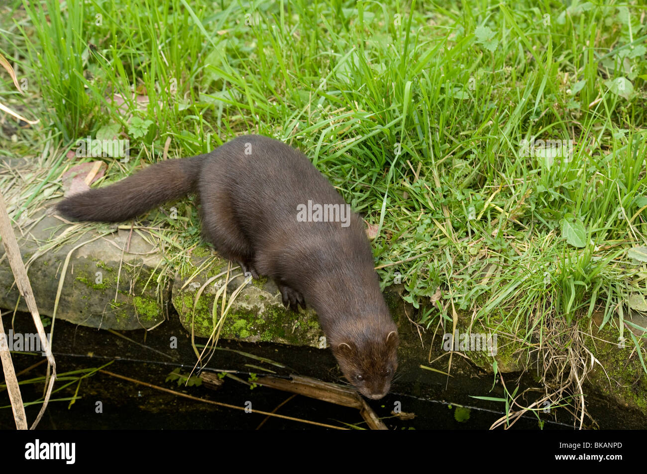 Feral American mink, Mustela vison, is a resourceful carnivore. Stock Photo