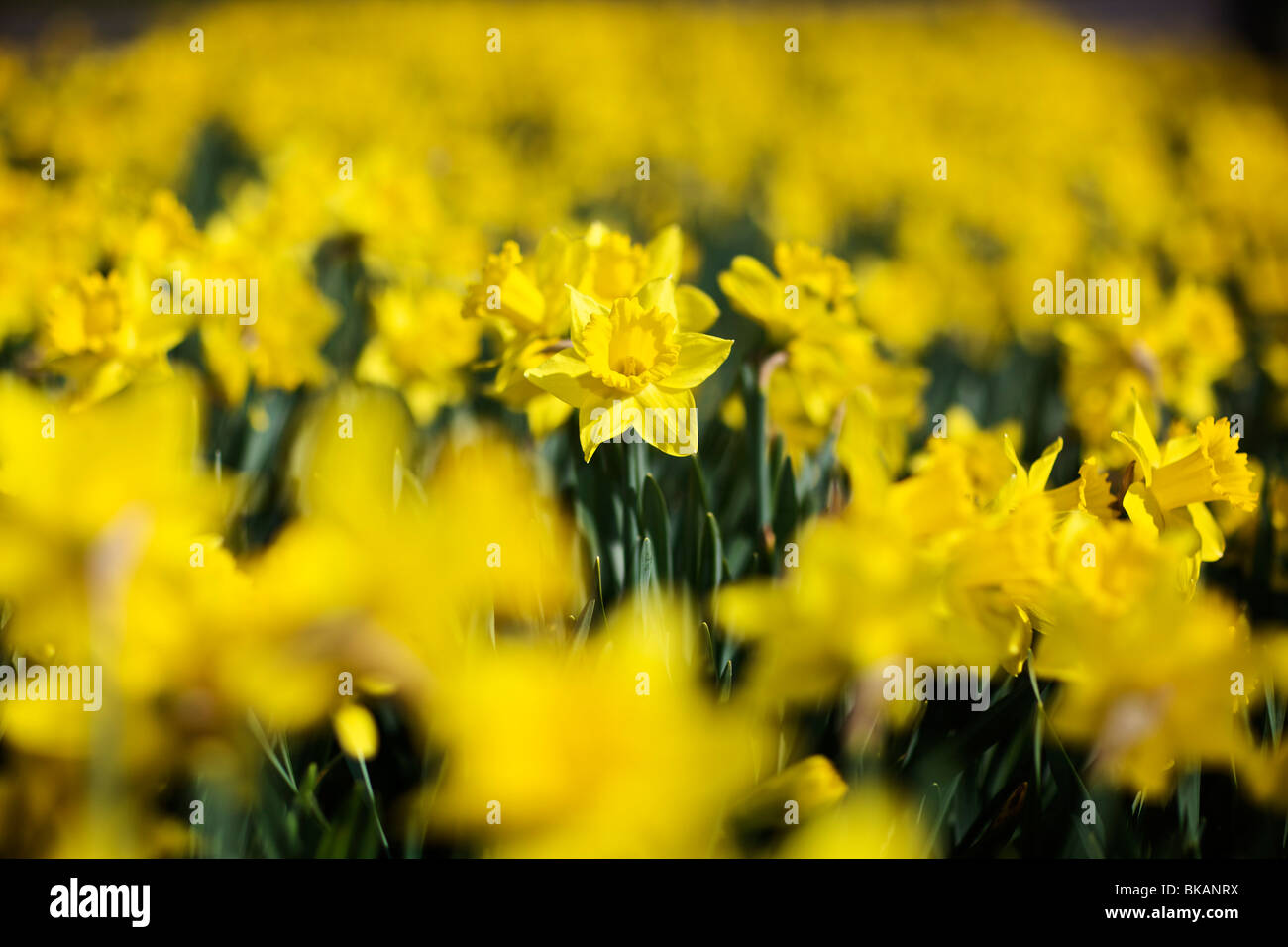 Daffodils in full bloom Stock Photo Alamy