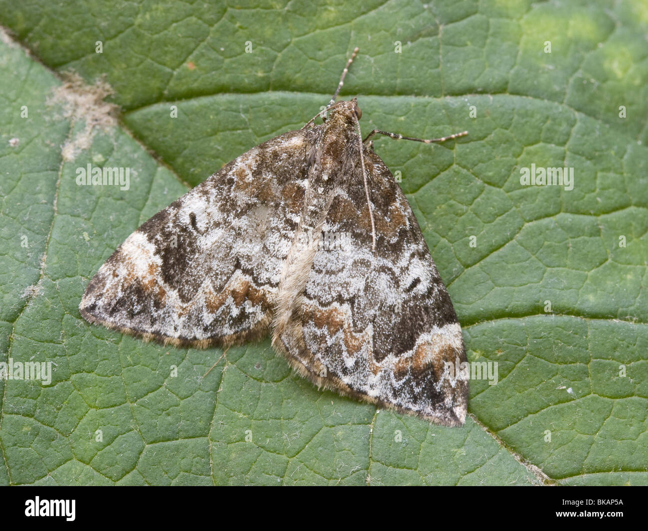 Marbled carpet hires stock photography and images Alamy