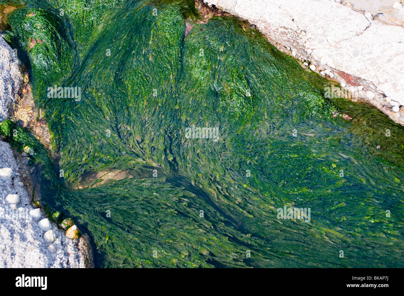 Seaweed bed in rockpool Stock Photo - Alamy