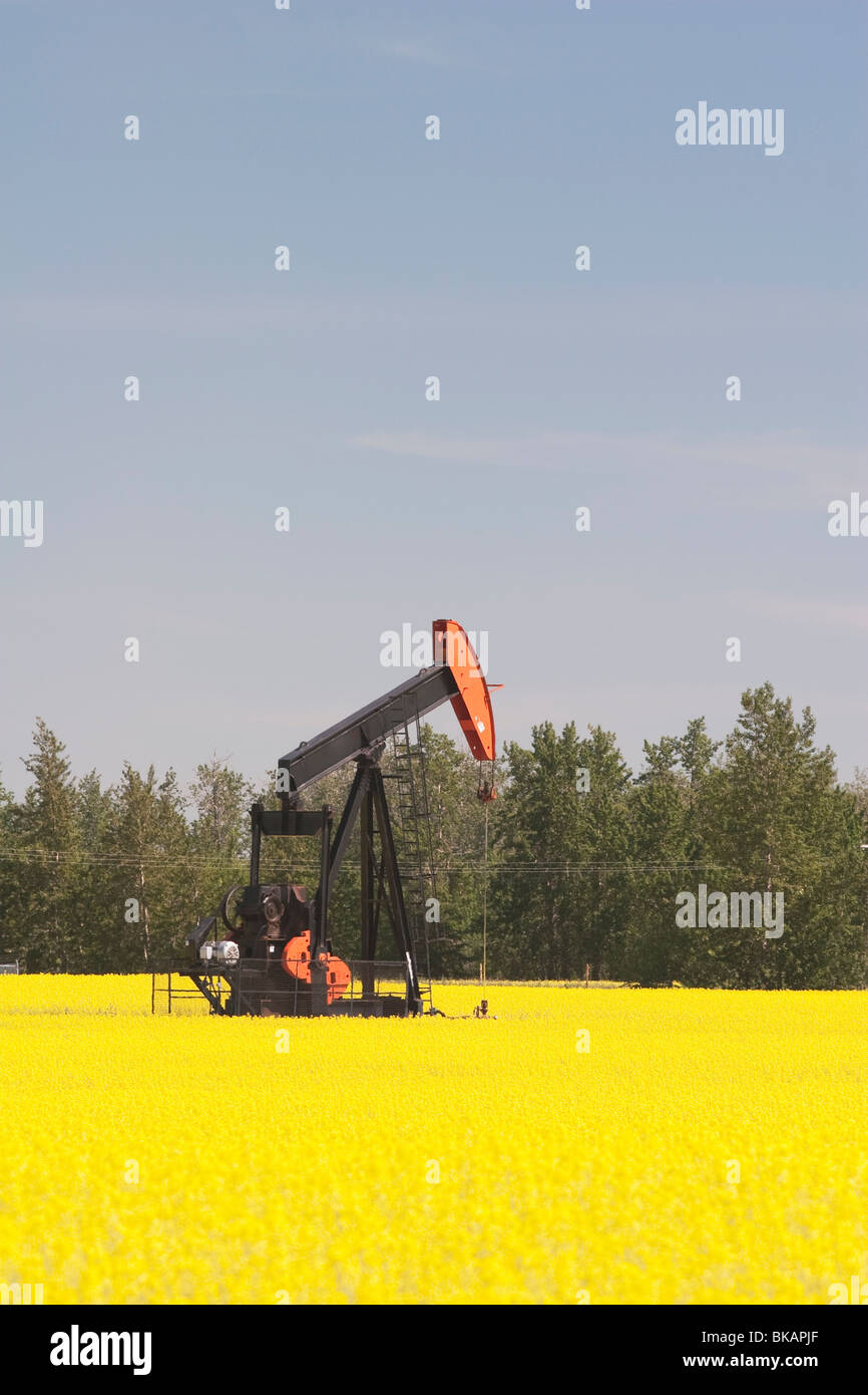 Alberta, Canada; Pump Jack In A Flowering Canola Field Stock Photo Alamy