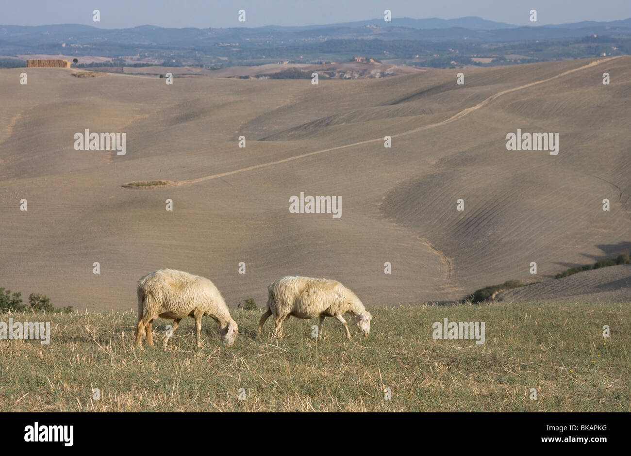 Sheep in Tuscany, Italy Stock Photo