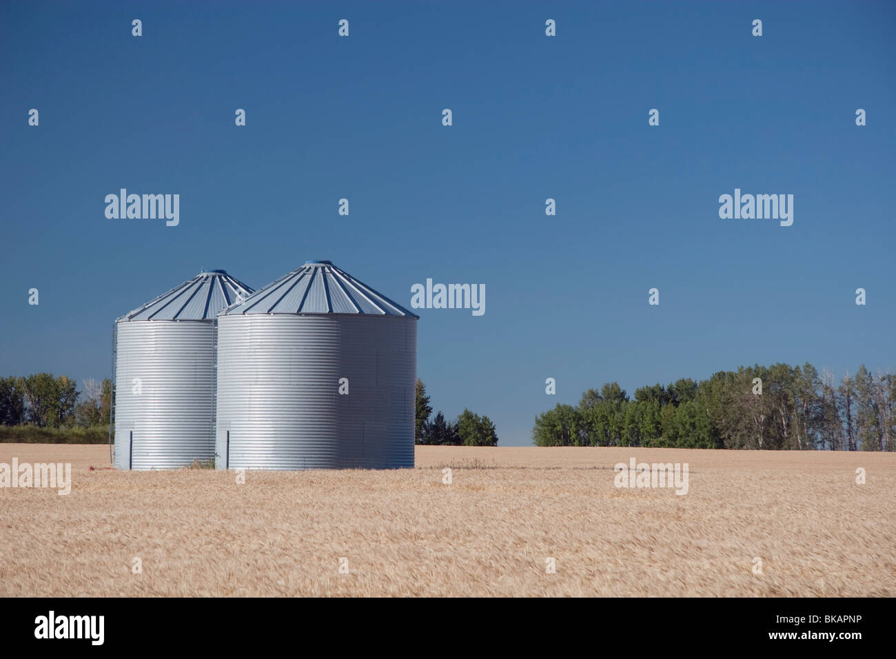 Grain bins in wheat field hires stock photography and images Alamy