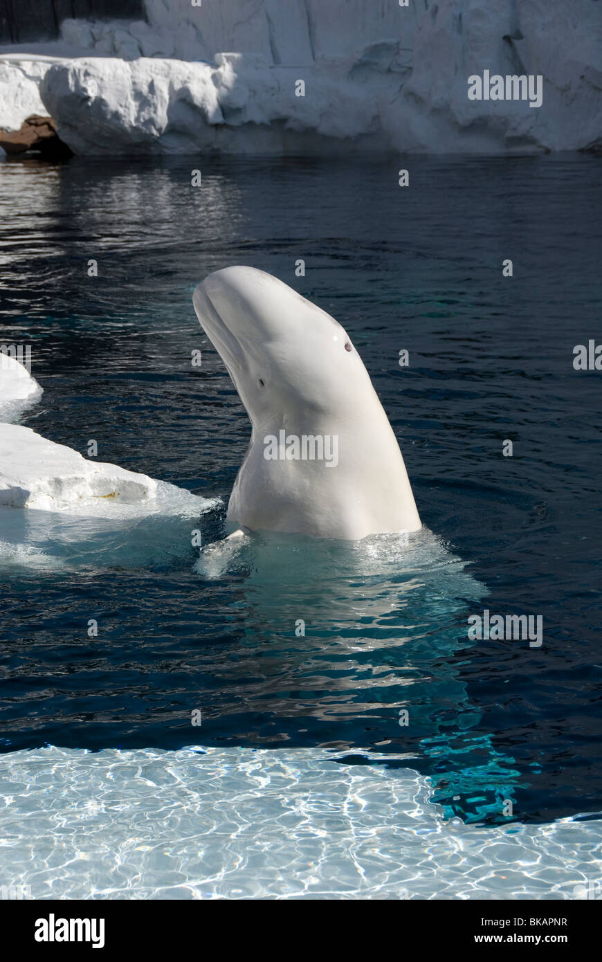 beluga whale,Delphinapterus leucas,head and body,above water,captive Stock Photo