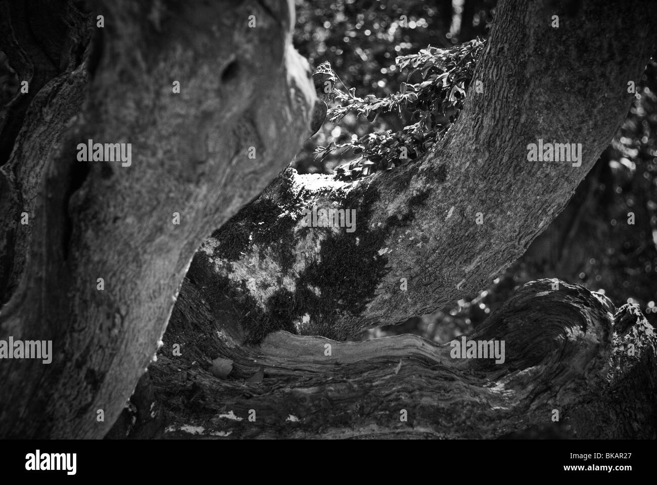 Close up black and white photograph of tree branches Stock Photo - Alamy