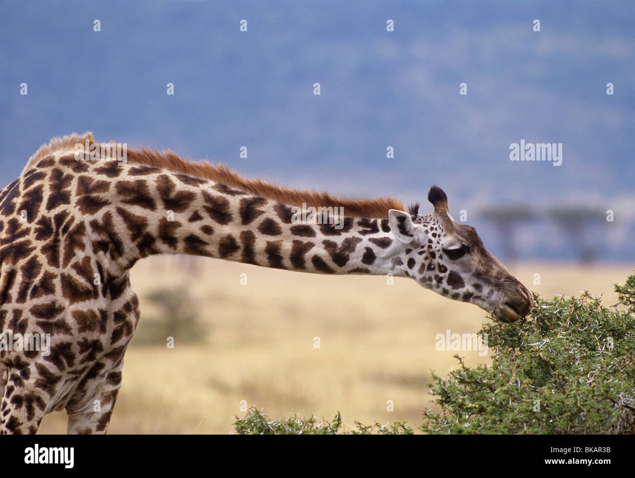 Giraffe, Giraffa camelopardalis, uses long neck to browse on a spiny acacia bush Stock Photo