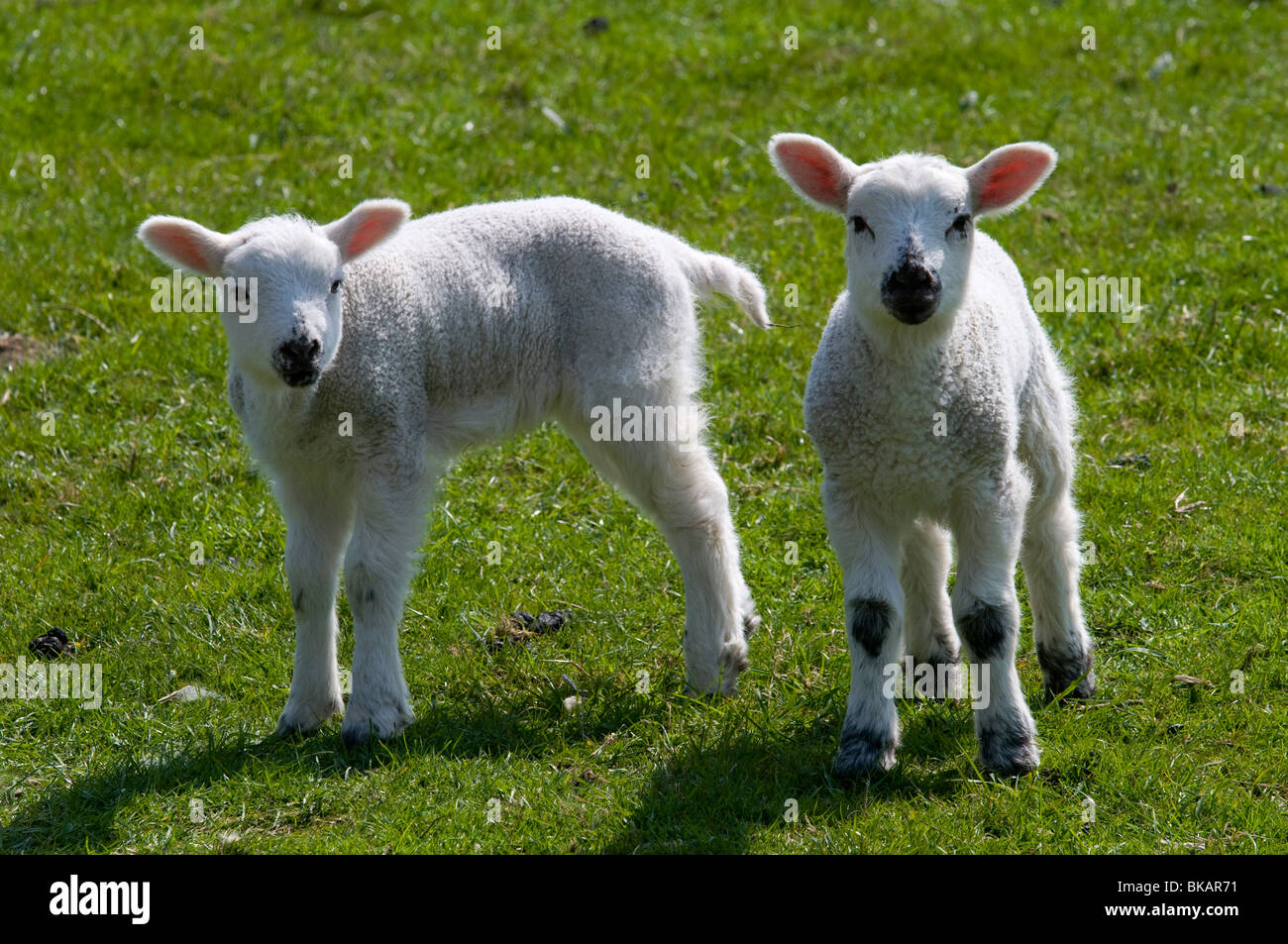 Newborn Lambs High Resolution Stock Photography and Images Alamy