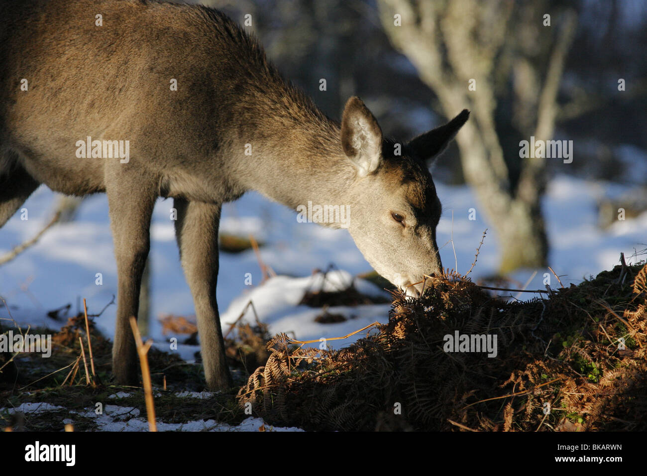 Close up of a Red Deer hind (Cervus elaphus) in the forest in winter, Highlands, Scotland Stock Photo