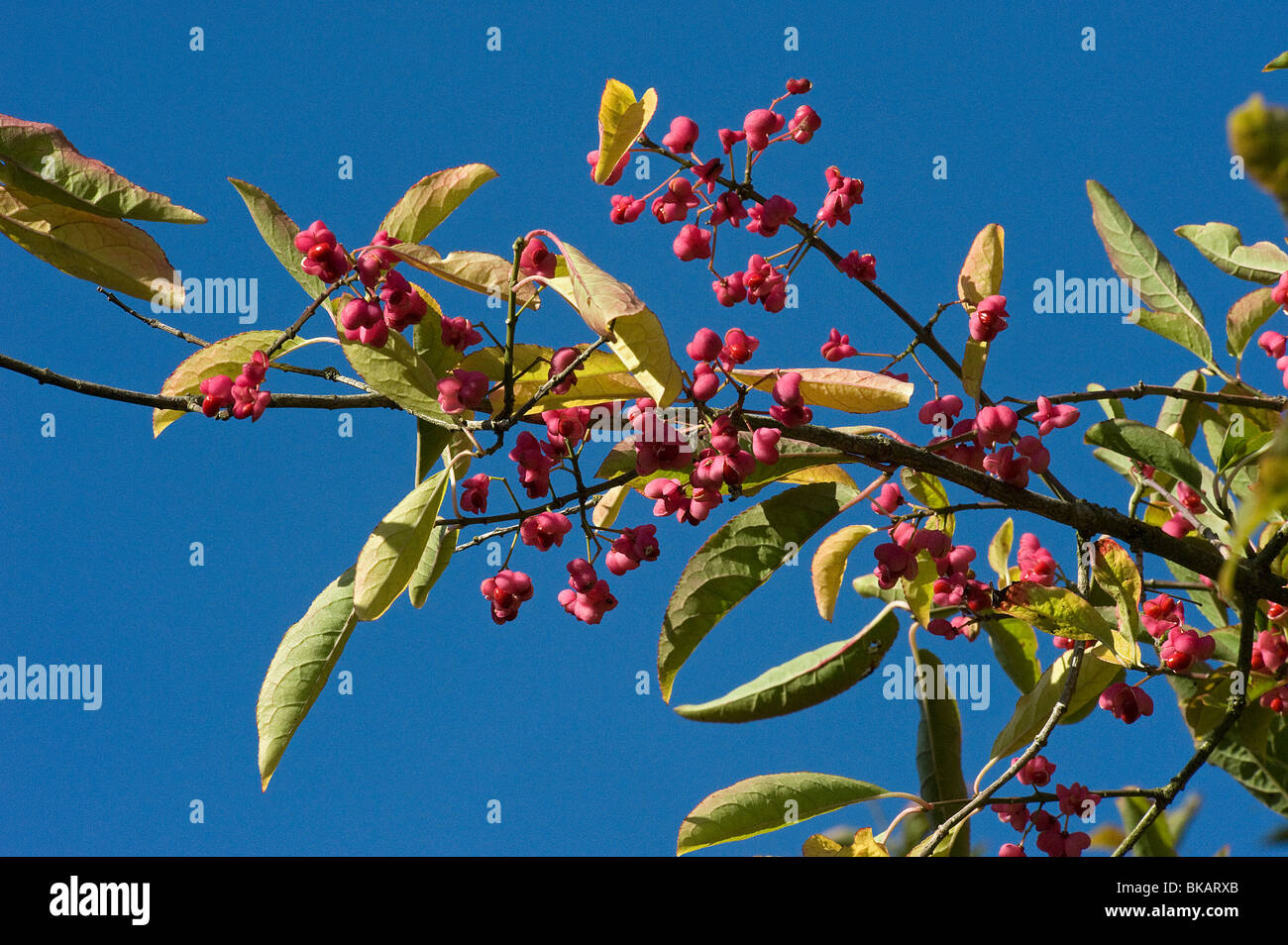 Chinese spindle tree fruits, Euonymus hamiltonianus, from Himalaya and East China Stock Photo