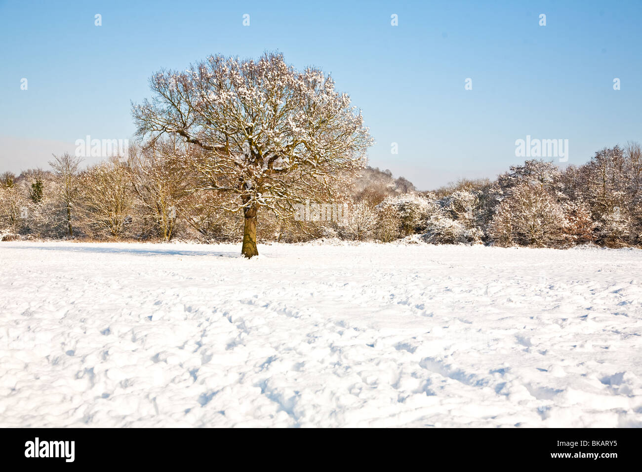 Snow covered field with Single tree in Winter Stock Photo